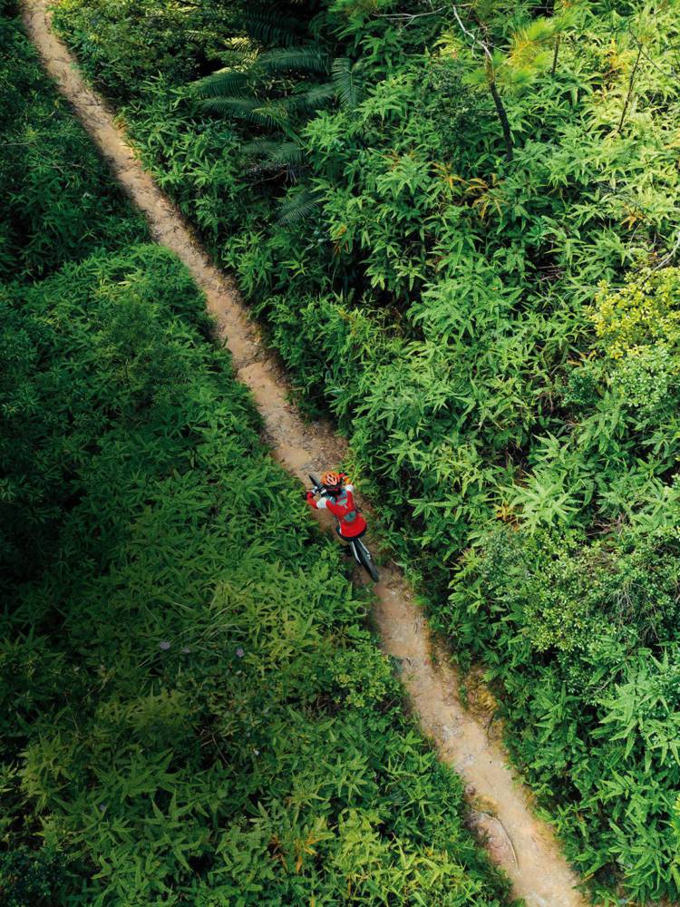 Person biking down jungle path